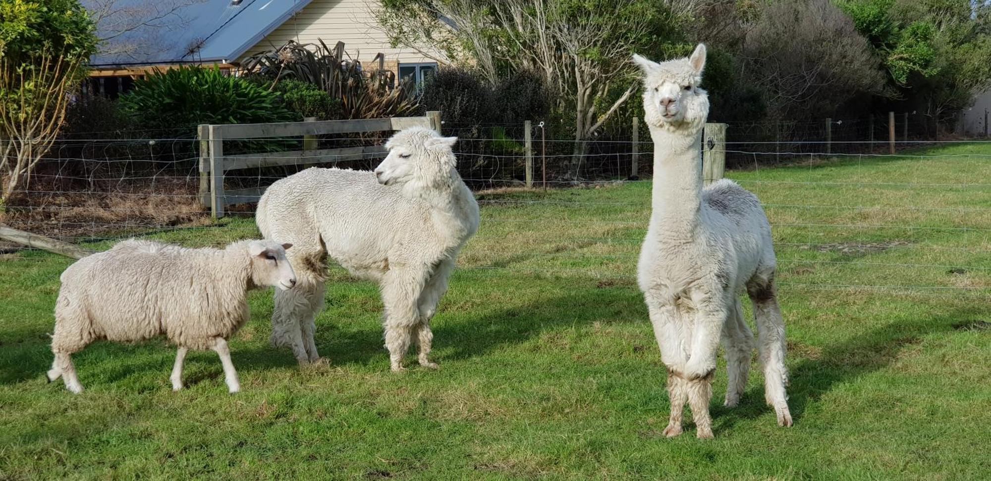 Awatea Country Bed & Breakfast Kaikoura Exterior photo