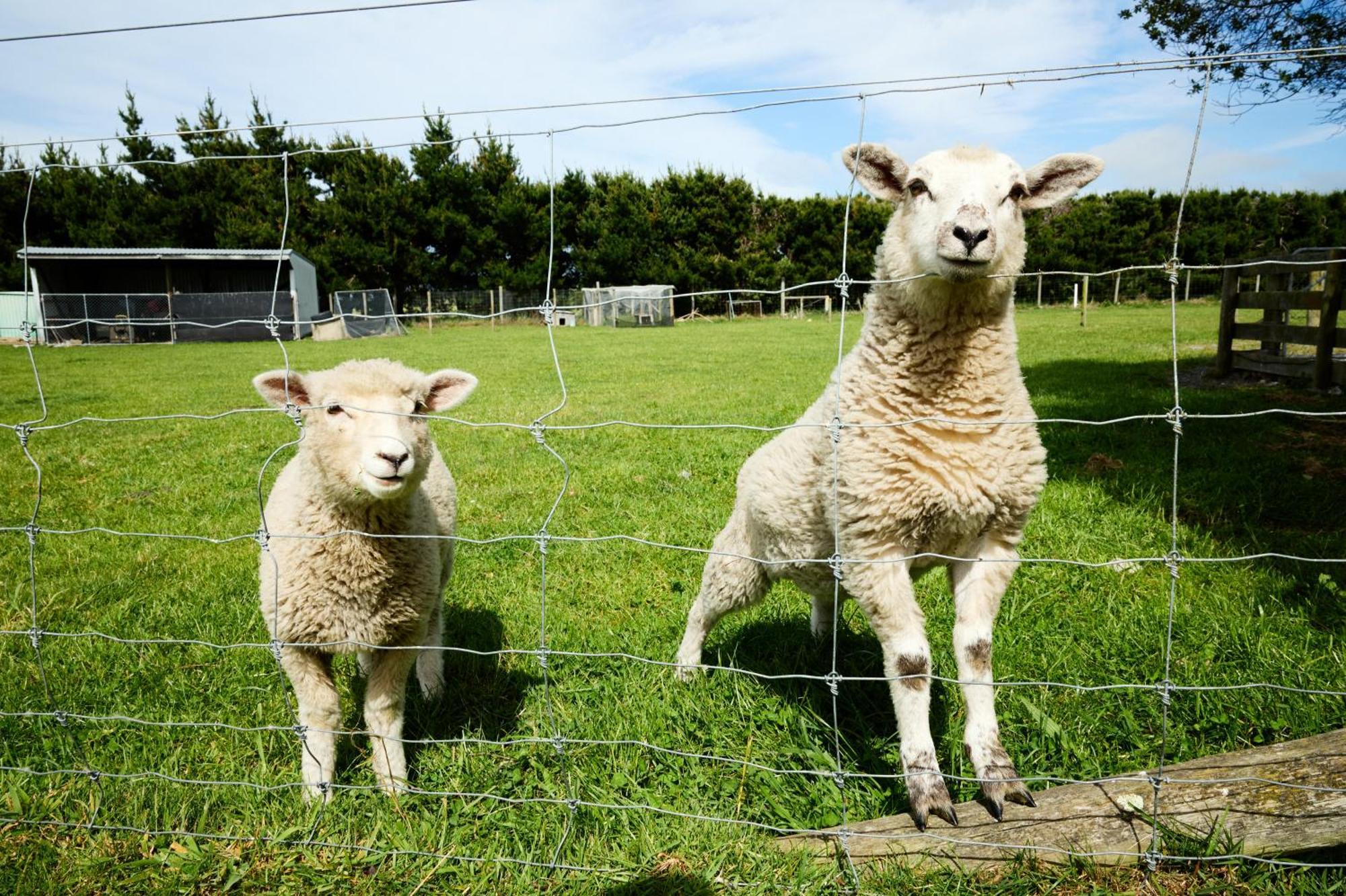 Awatea Country Bed & Breakfast Kaikoura Exterior photo